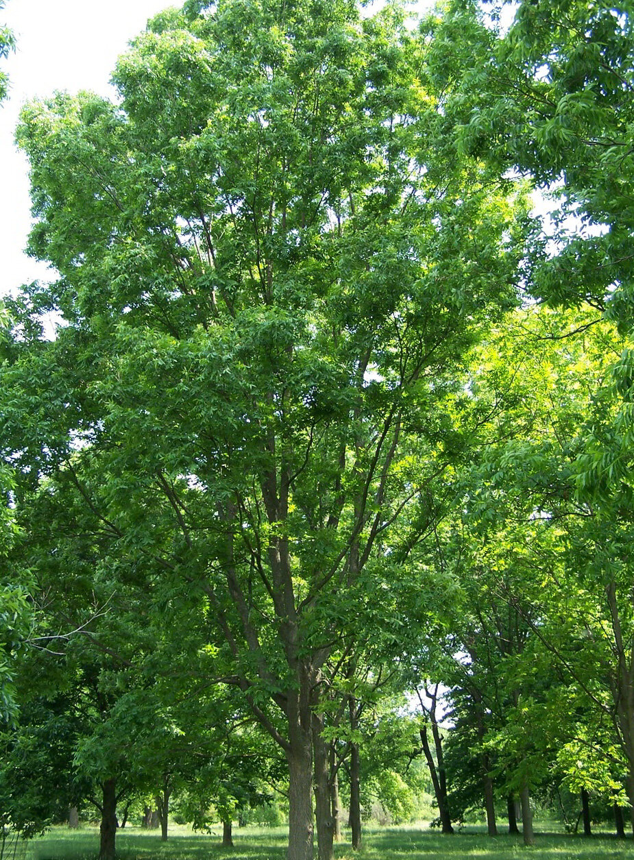 Pecan tree with pinnately compound leaves