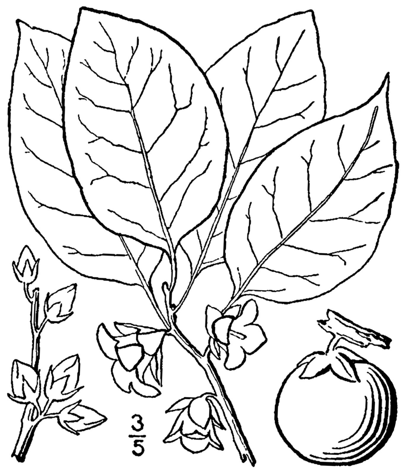 Persimmon botanical illustration