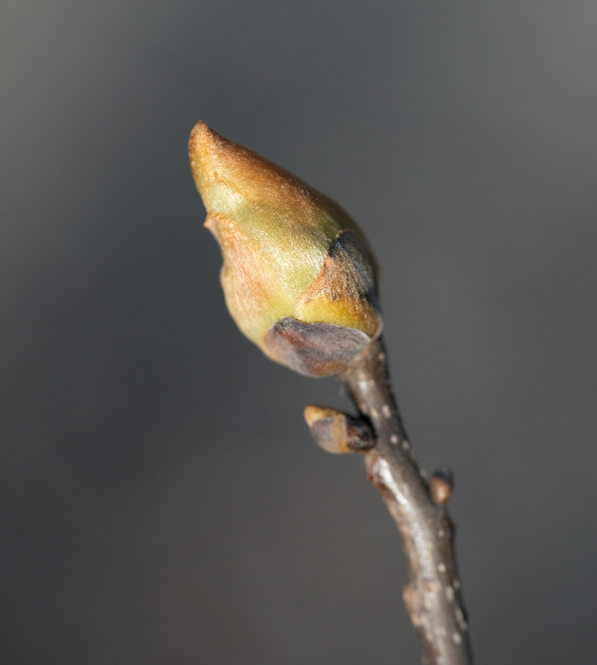 Pignut hickory with five-leaflet compound leaf