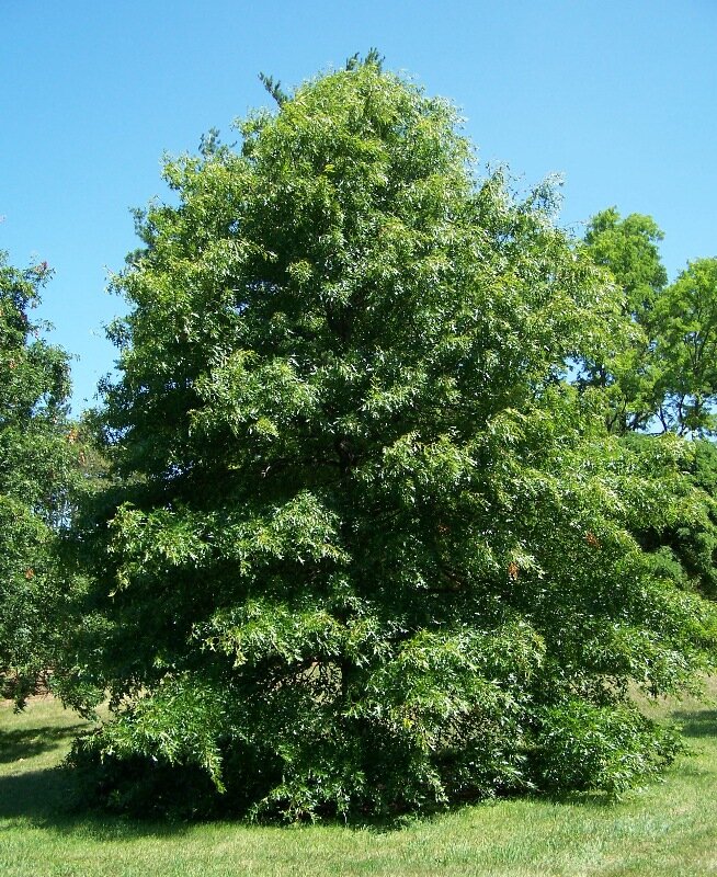 Pin oak with deeply lobed leaves