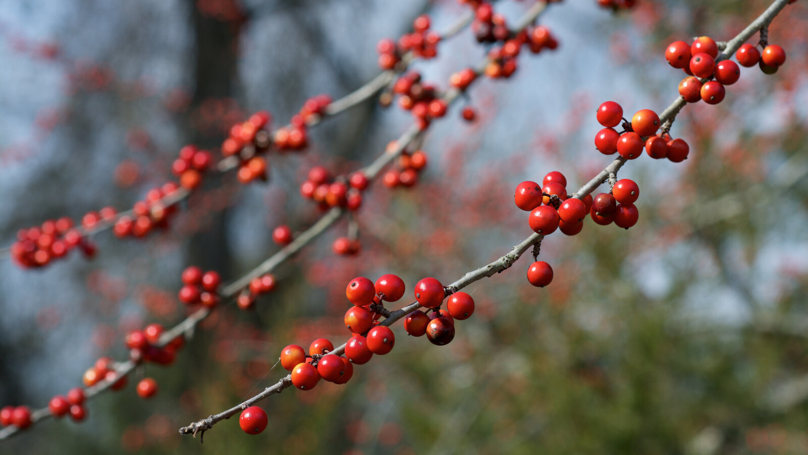 Possumhaw with red fruit on bare branches