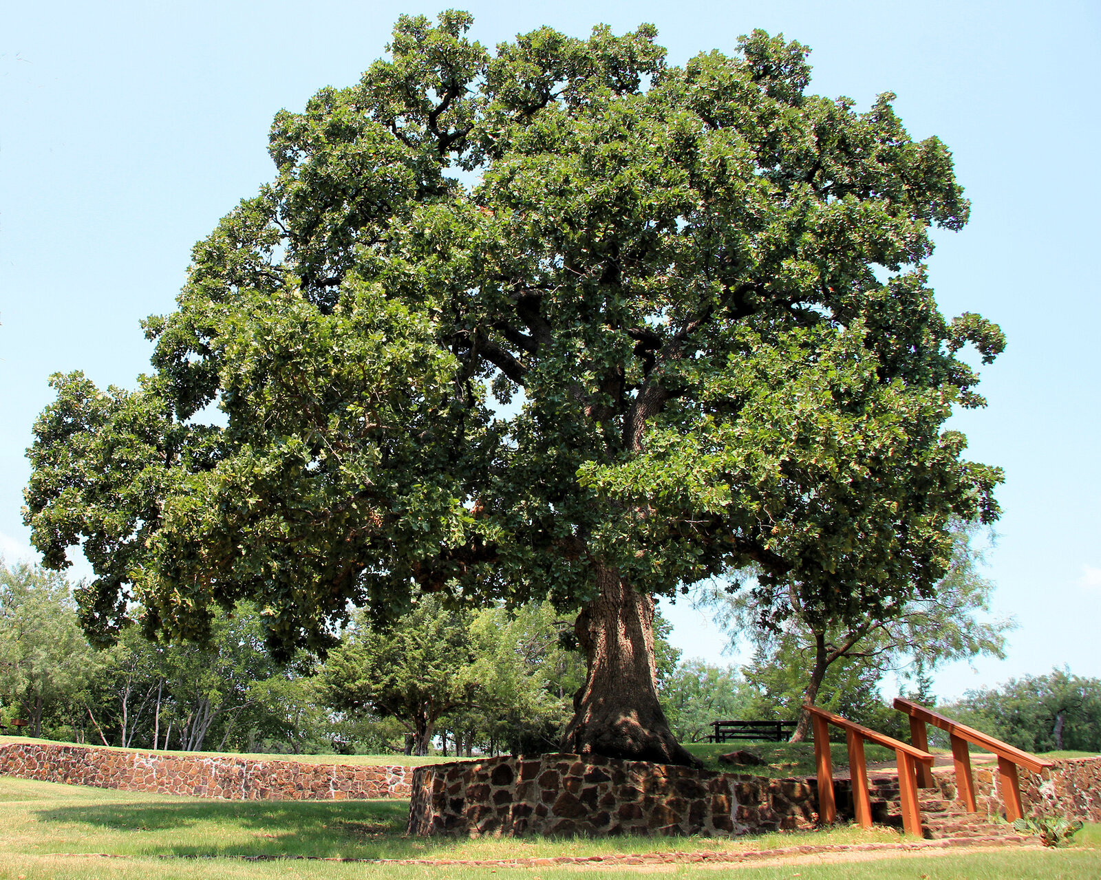 Post oak with cross-shaped leaf lobes