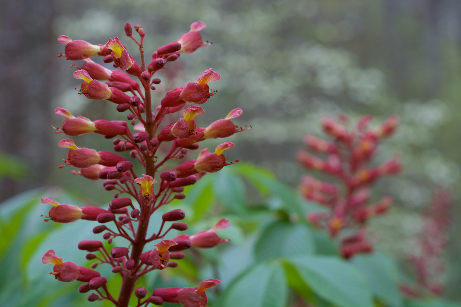 Red buckeye with red tubular flowers