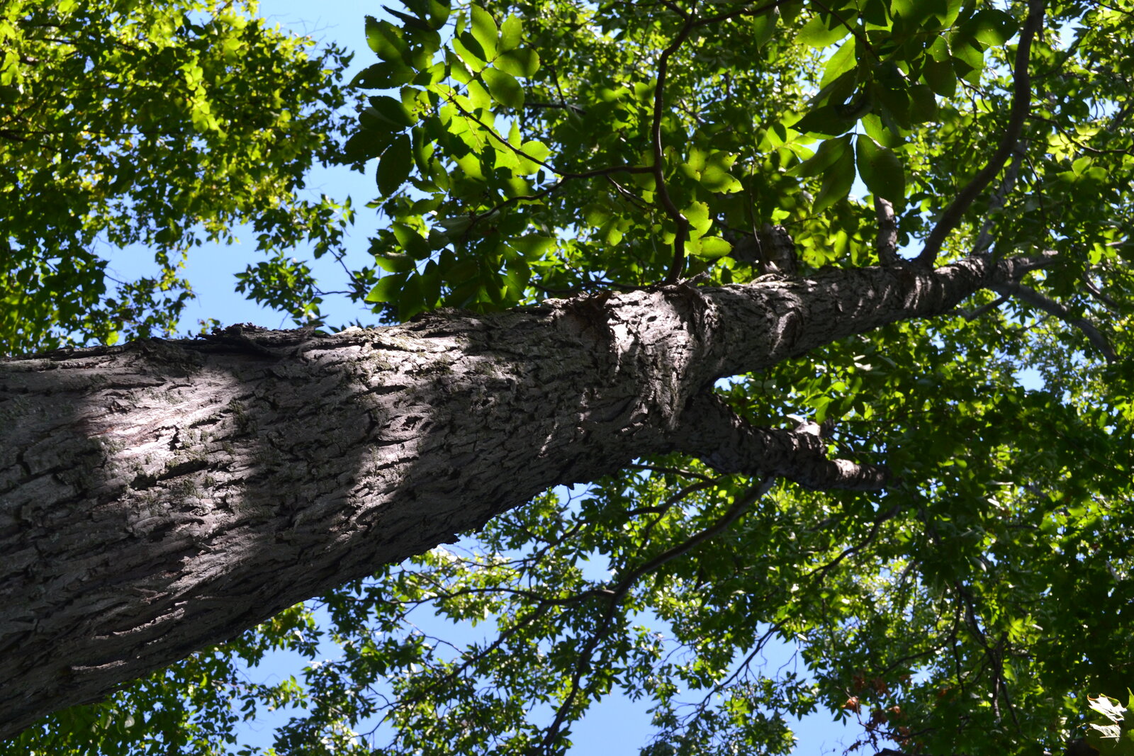 Red hickory tree
