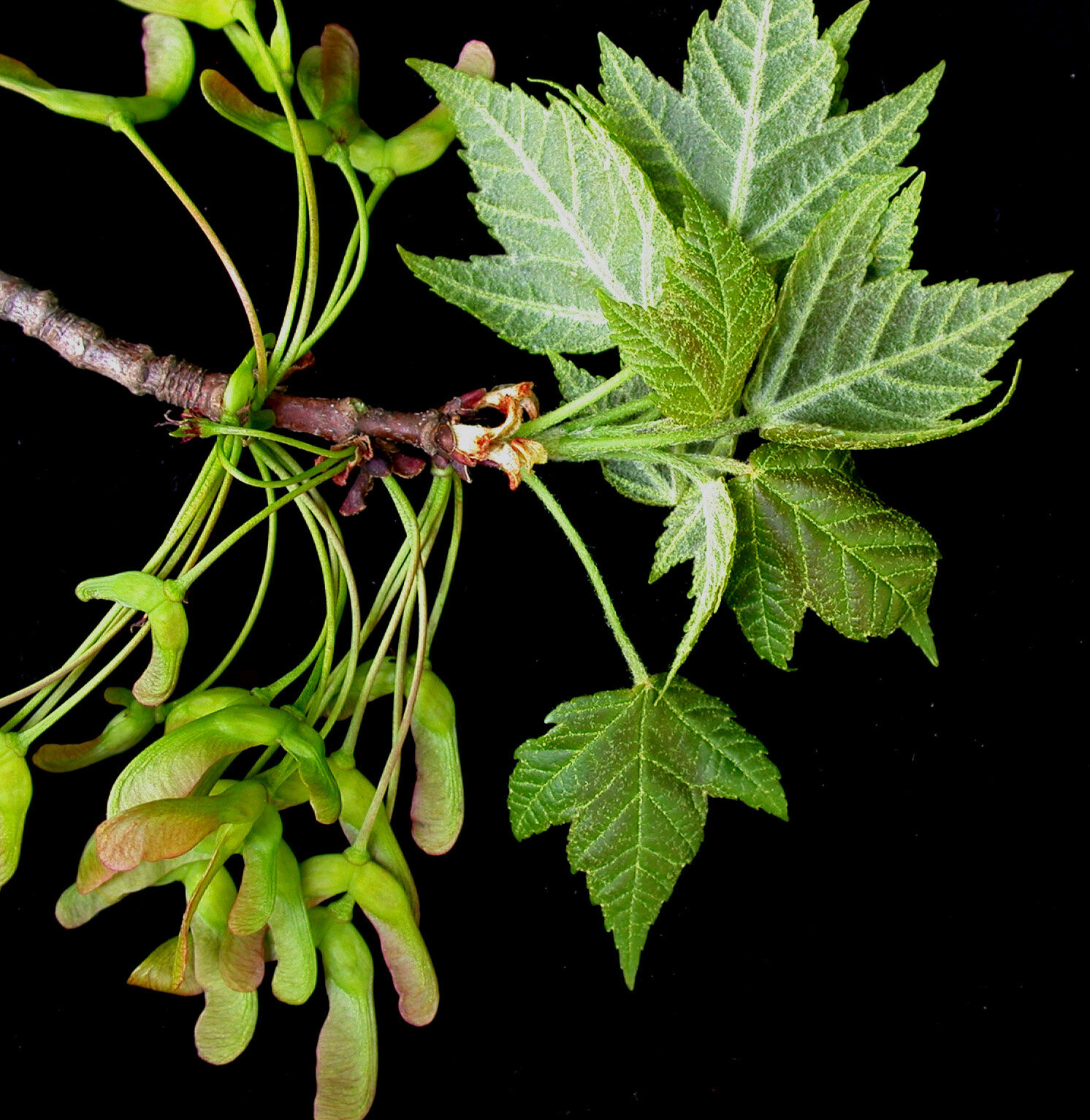 Red maple with three-lobed leaves