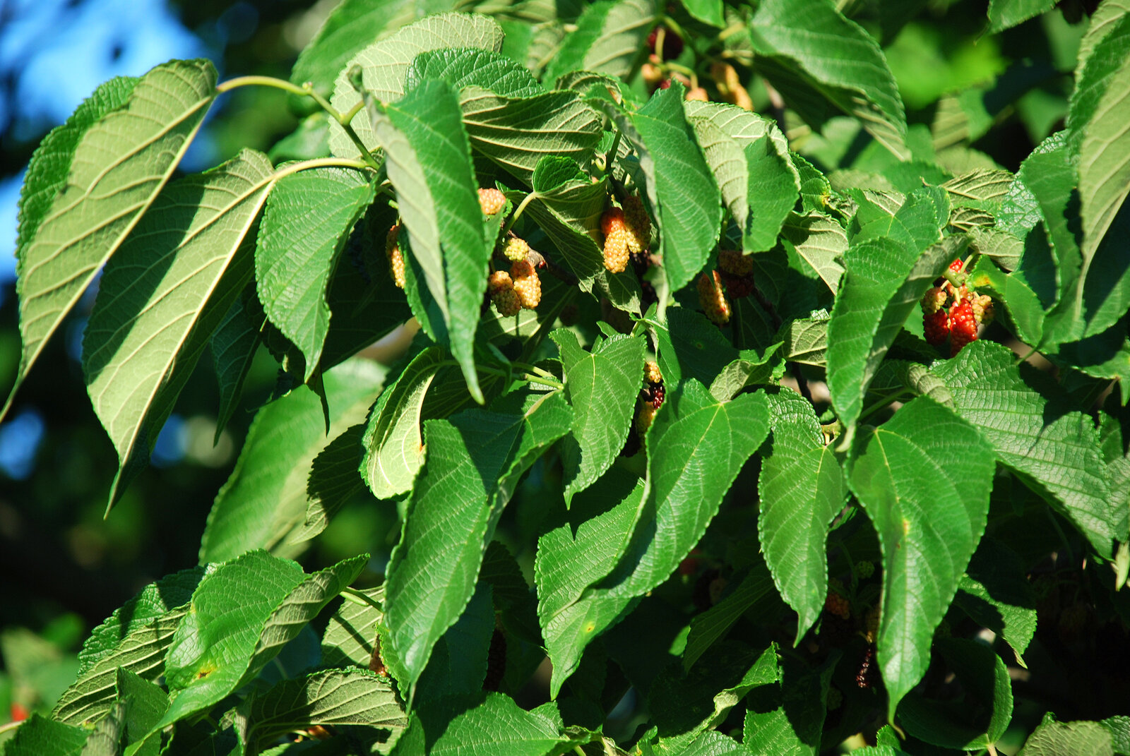 Red mulberry with dark fruit