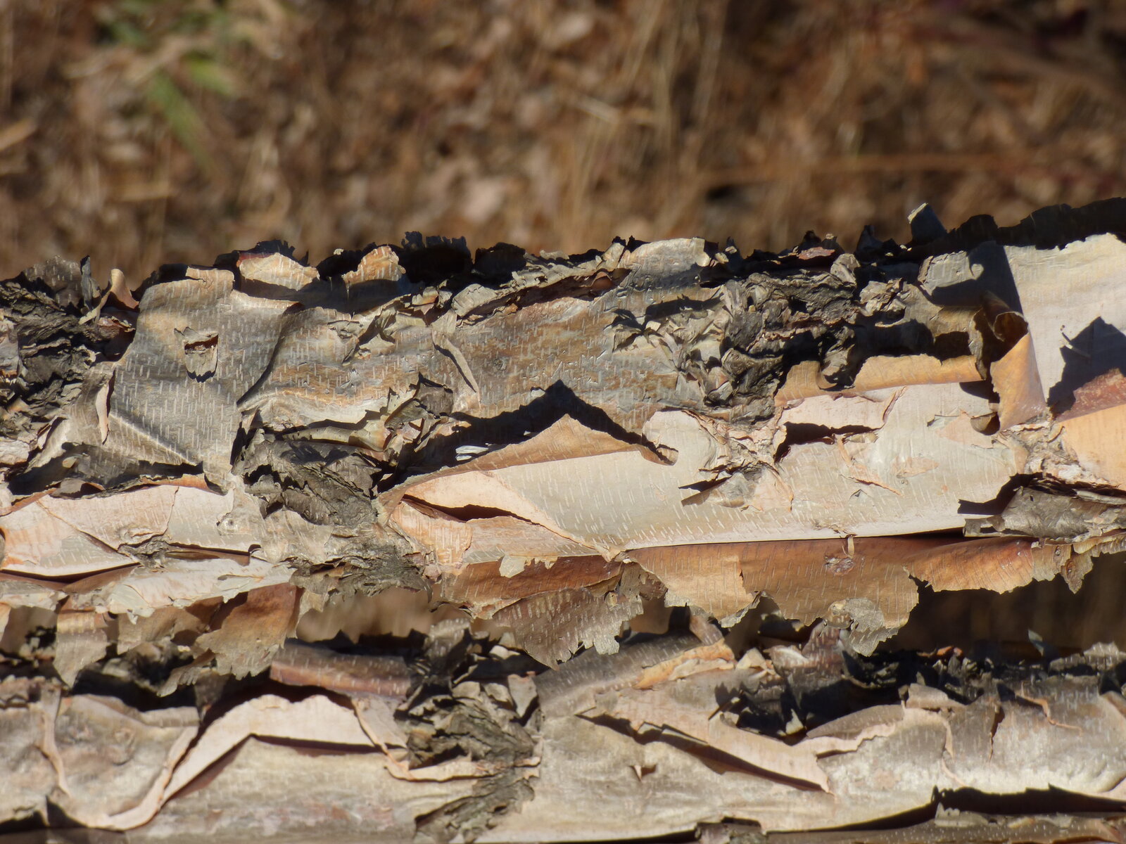 River birch with exfoliating salmon-pink bark