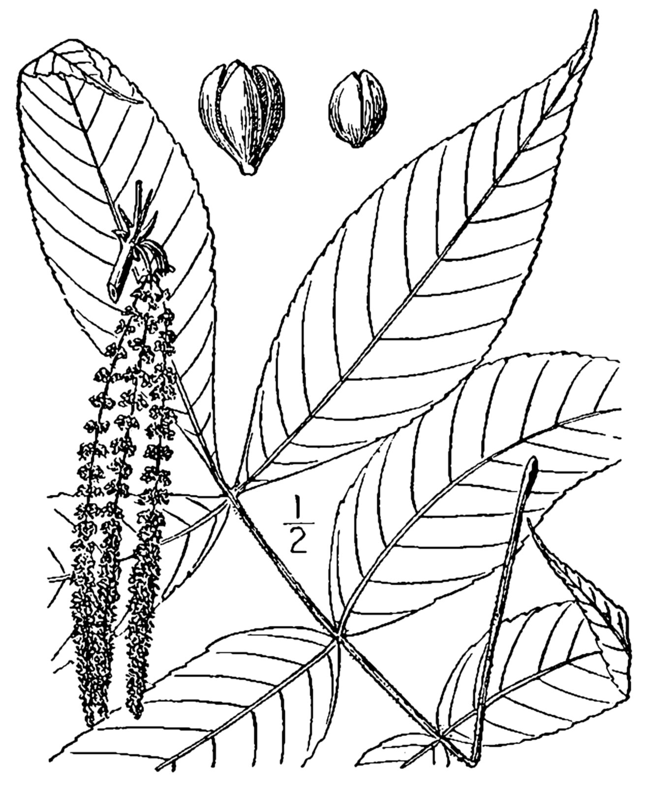 Sand hickory botanical illustration