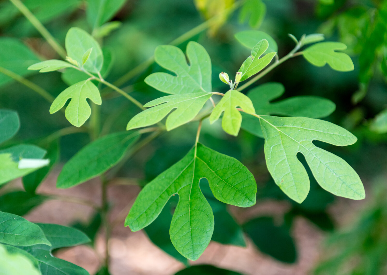 Sassafras showing three distinct leaf shapes