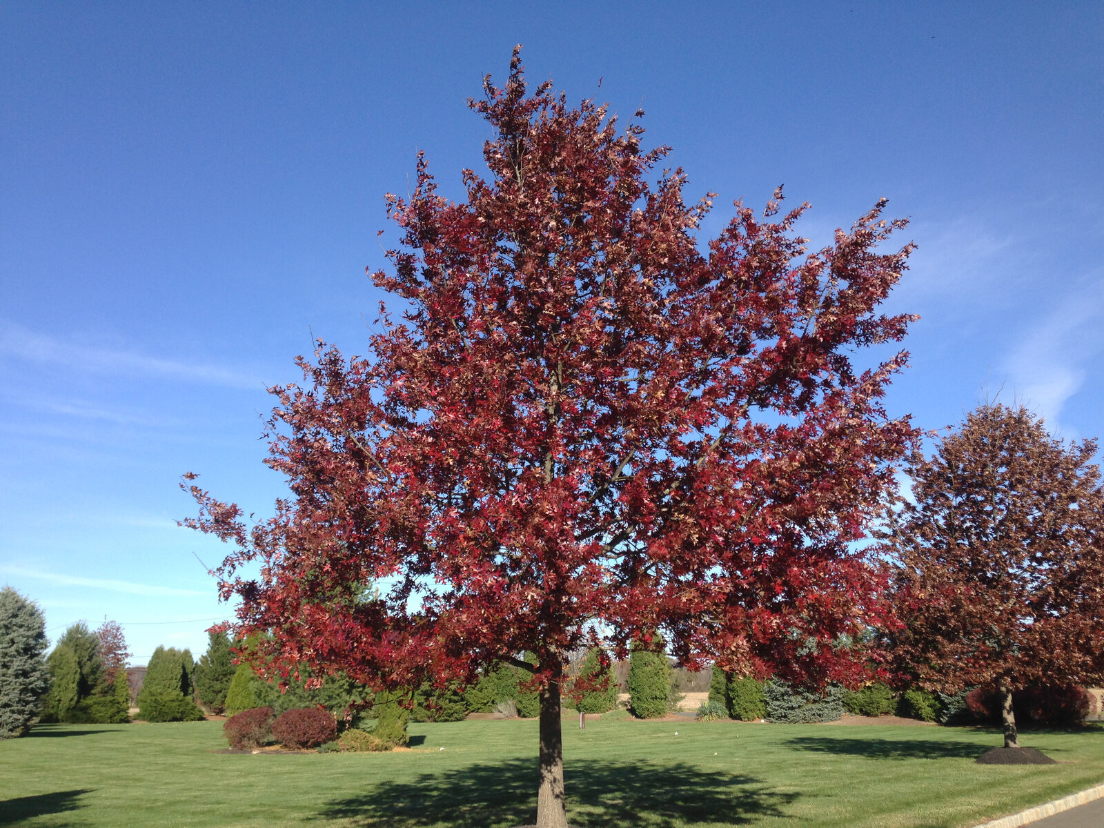 Scarlet oak foliage in autumn red