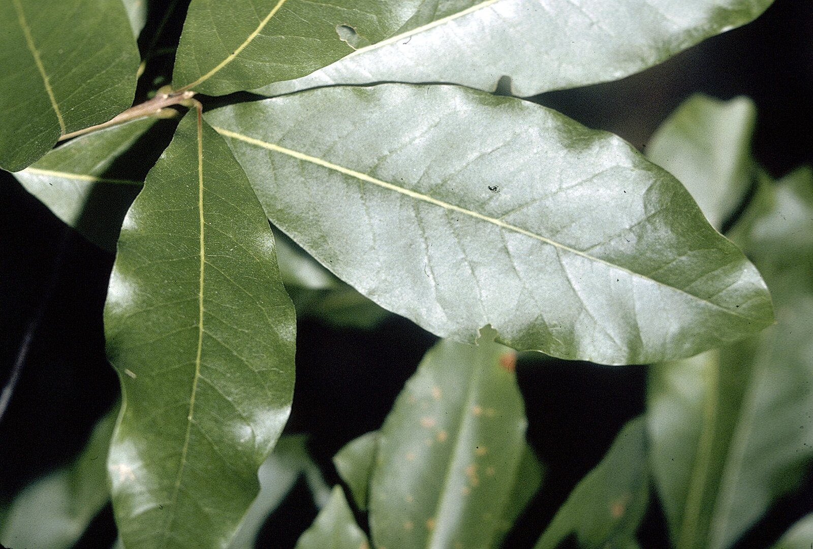 Shingle oak with unlobed laurel-like leaves