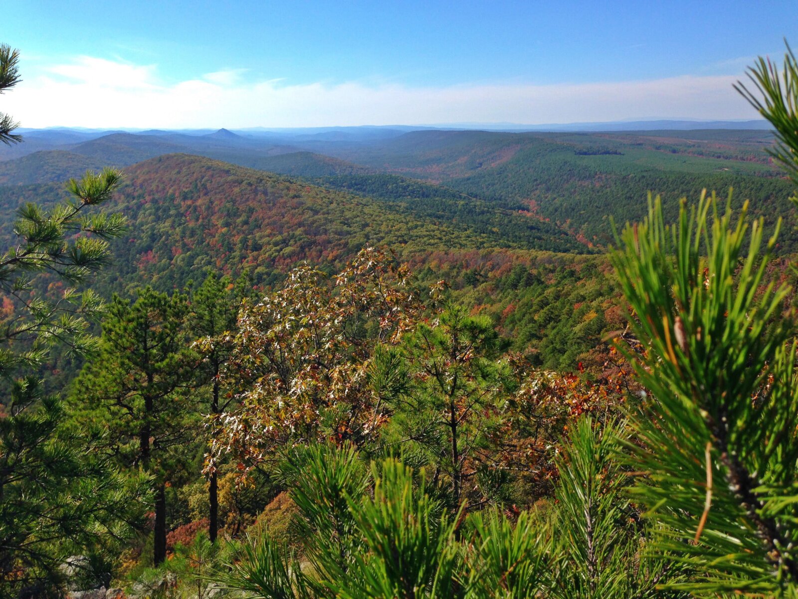 Shortleaf pine forest with bundled pairs of slender needles