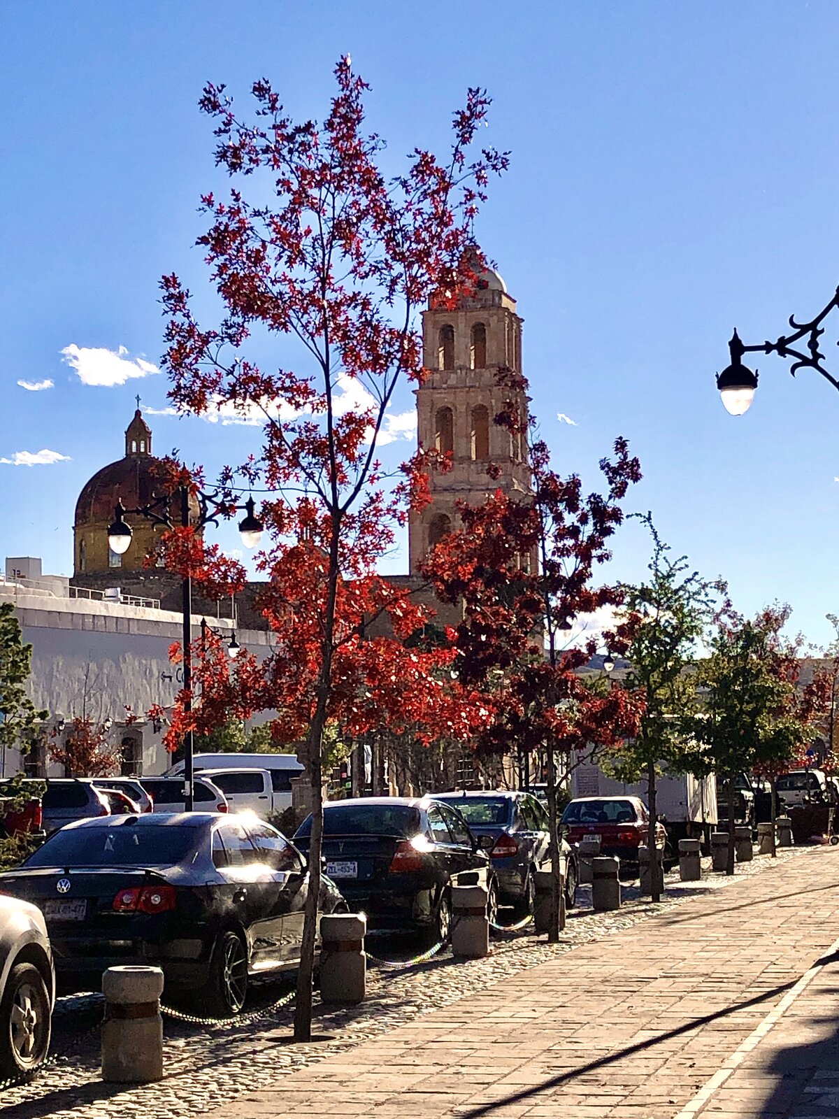 Shumard oak with red autumn foliage
