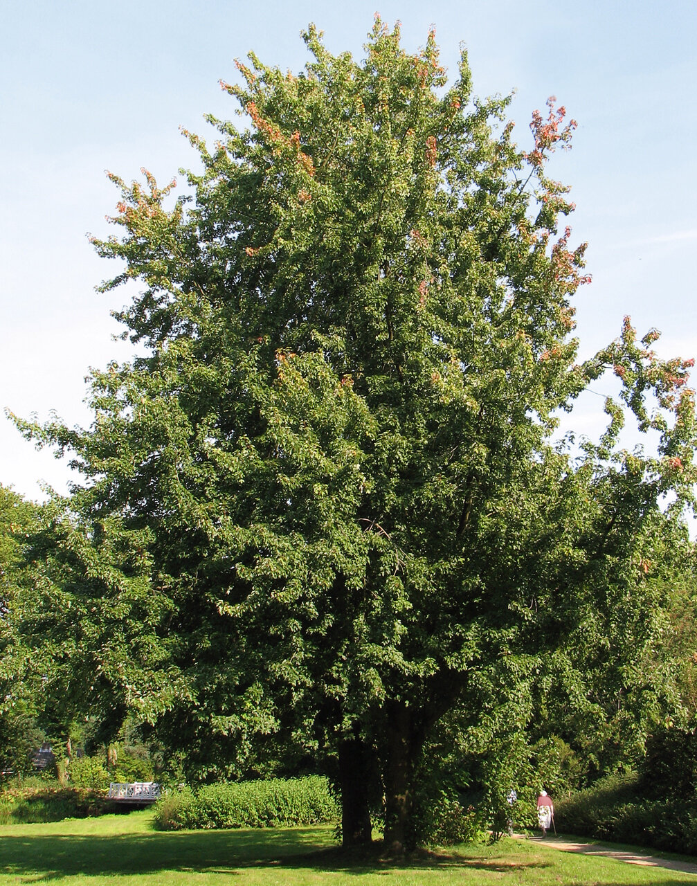 Silver maple with deeply cut silver-backed leaves