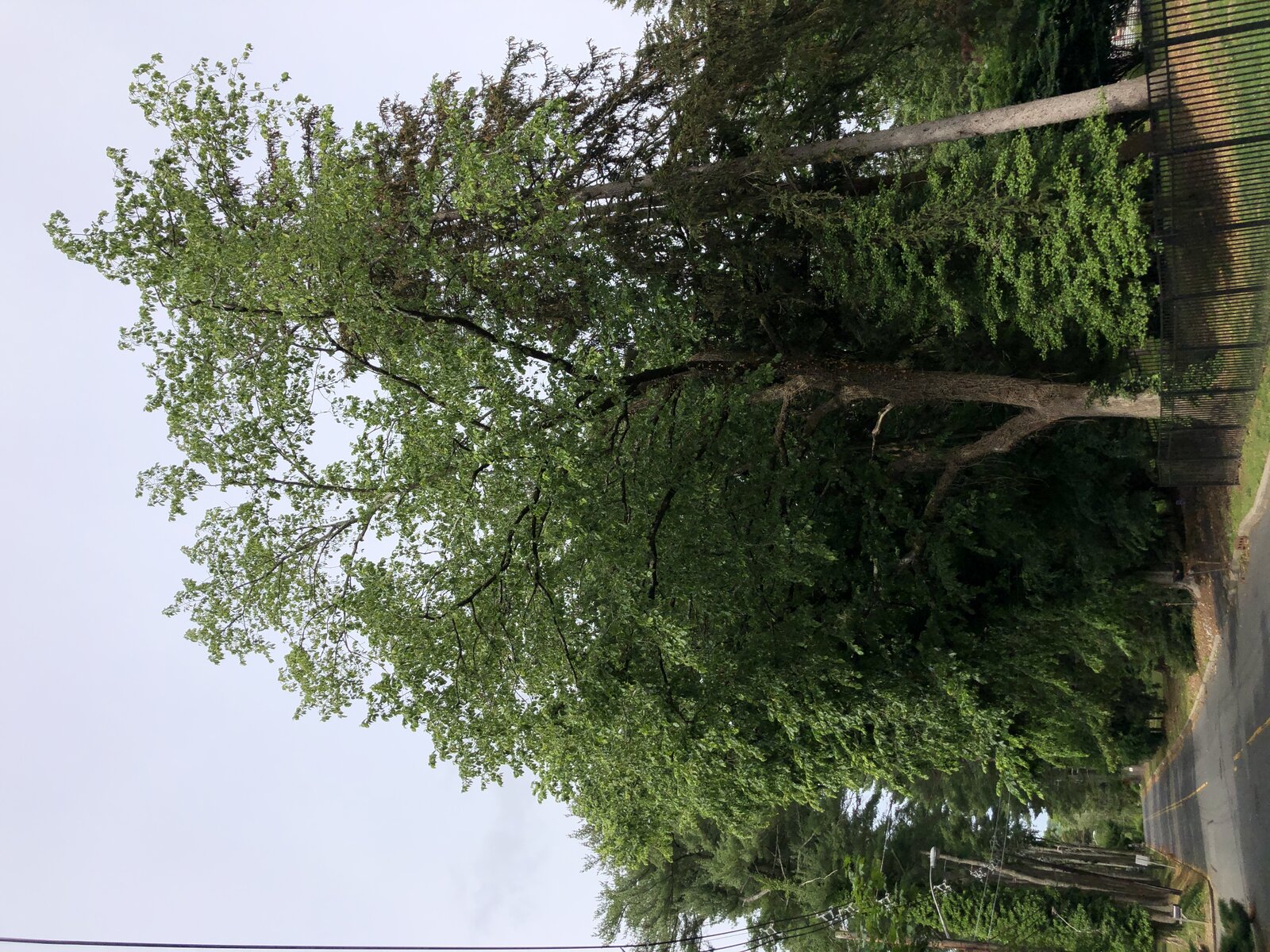 Slippery elm with rough leaves