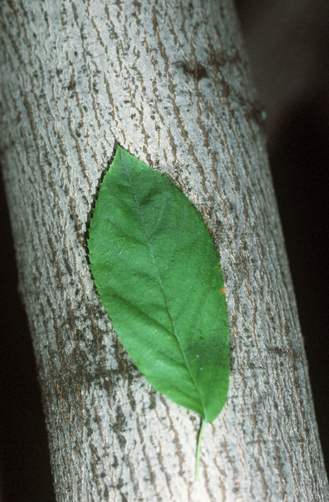 Smooth serviceberry foliage