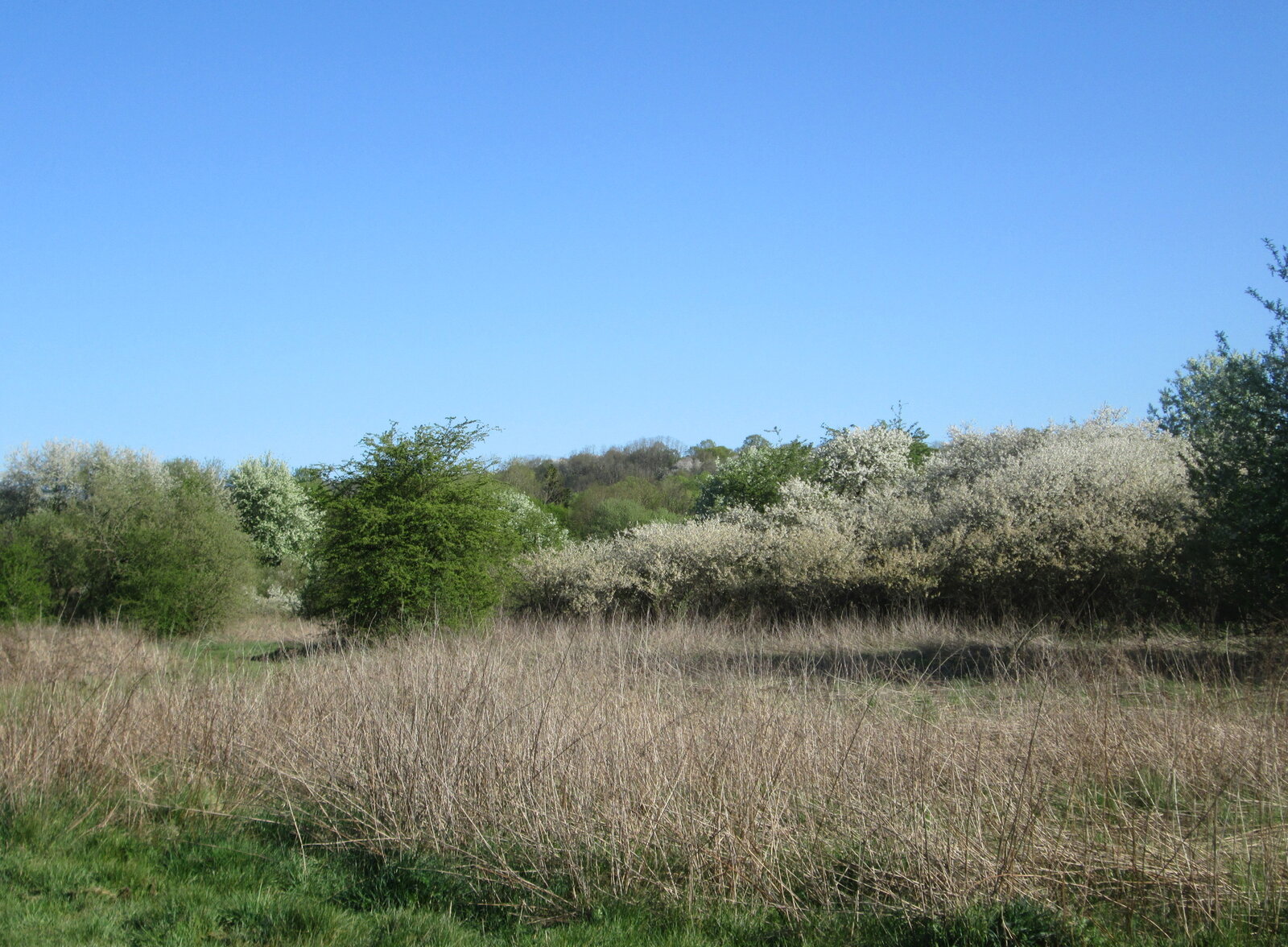 Sour cherry tree with red fruit