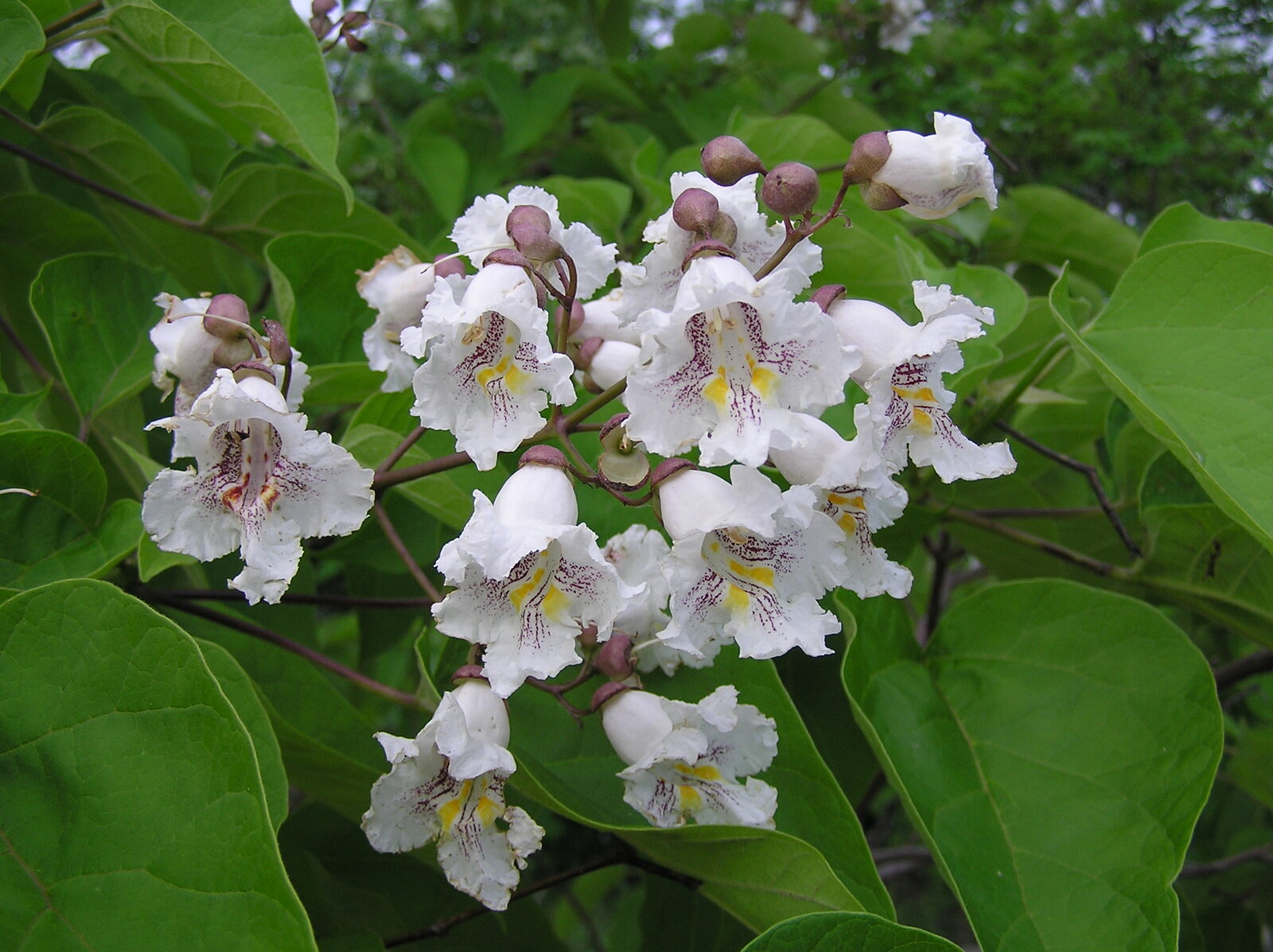 Southern catalpa with large white flower clusters