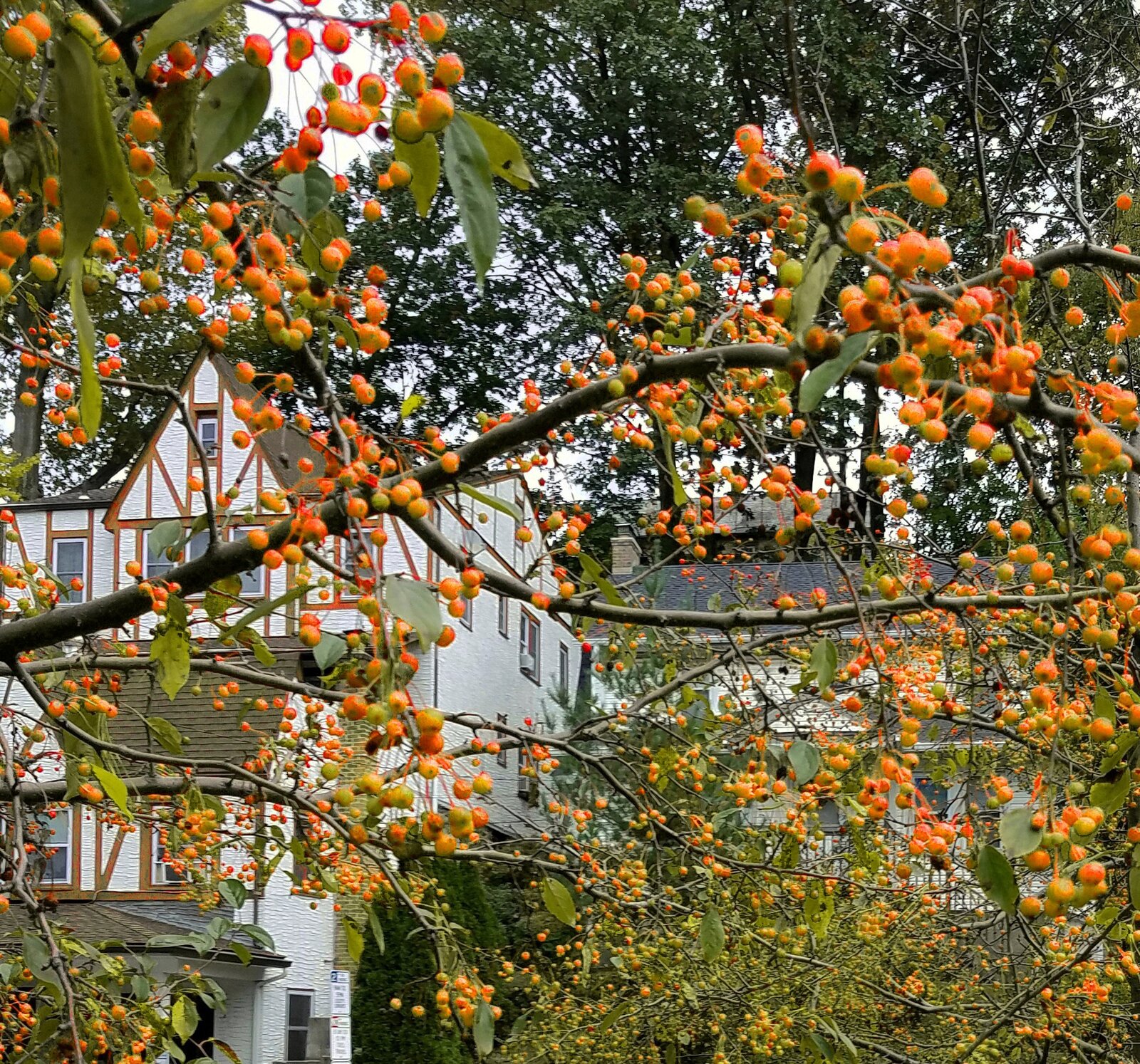 Southern crabapple with small hard fruit