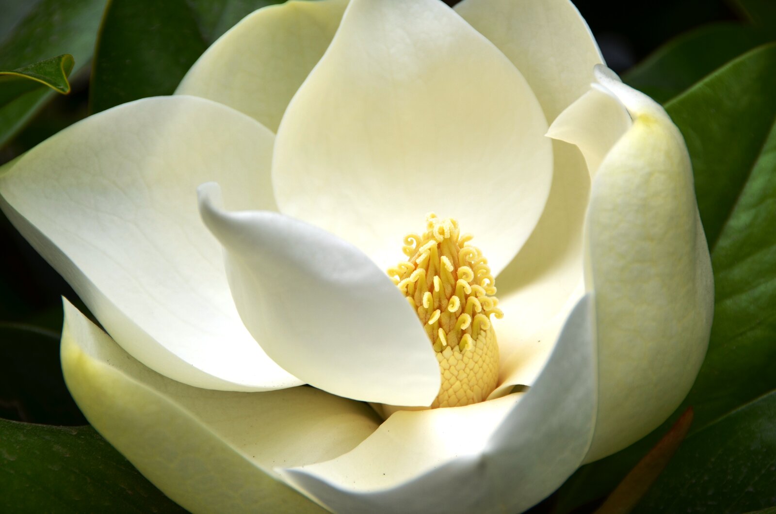 Southern magnolia with large white flower