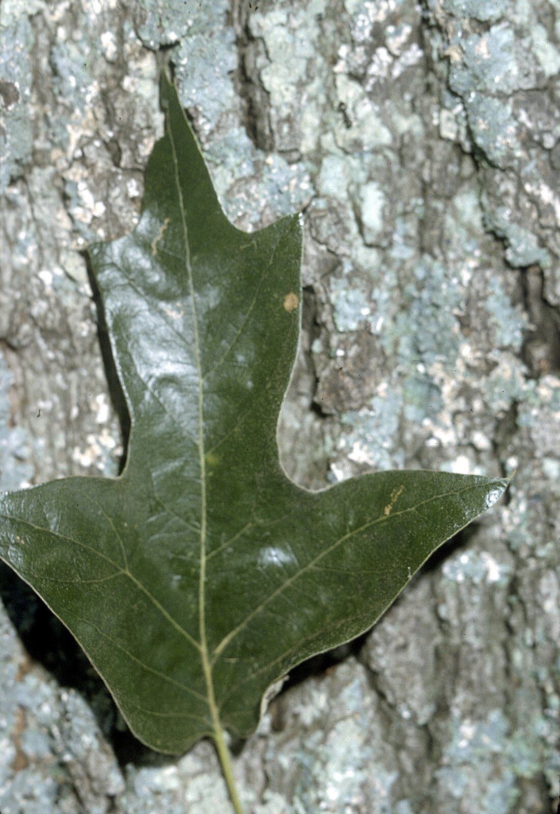 Southern red oak leaf and bark detail