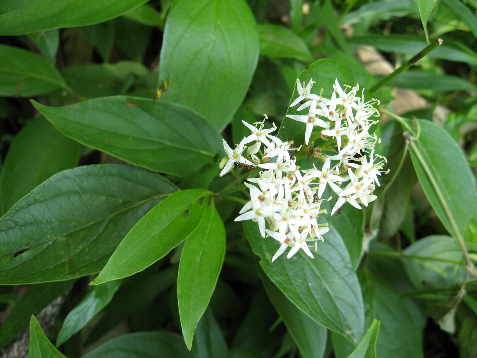 Stiff dogwood with flat-topped white flower clusters