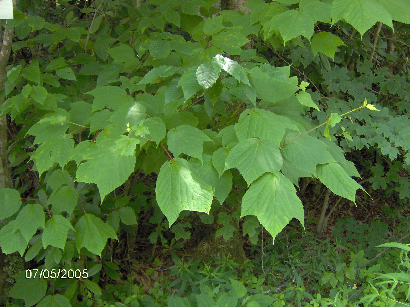 Striped maple with green-and-white striped bark
