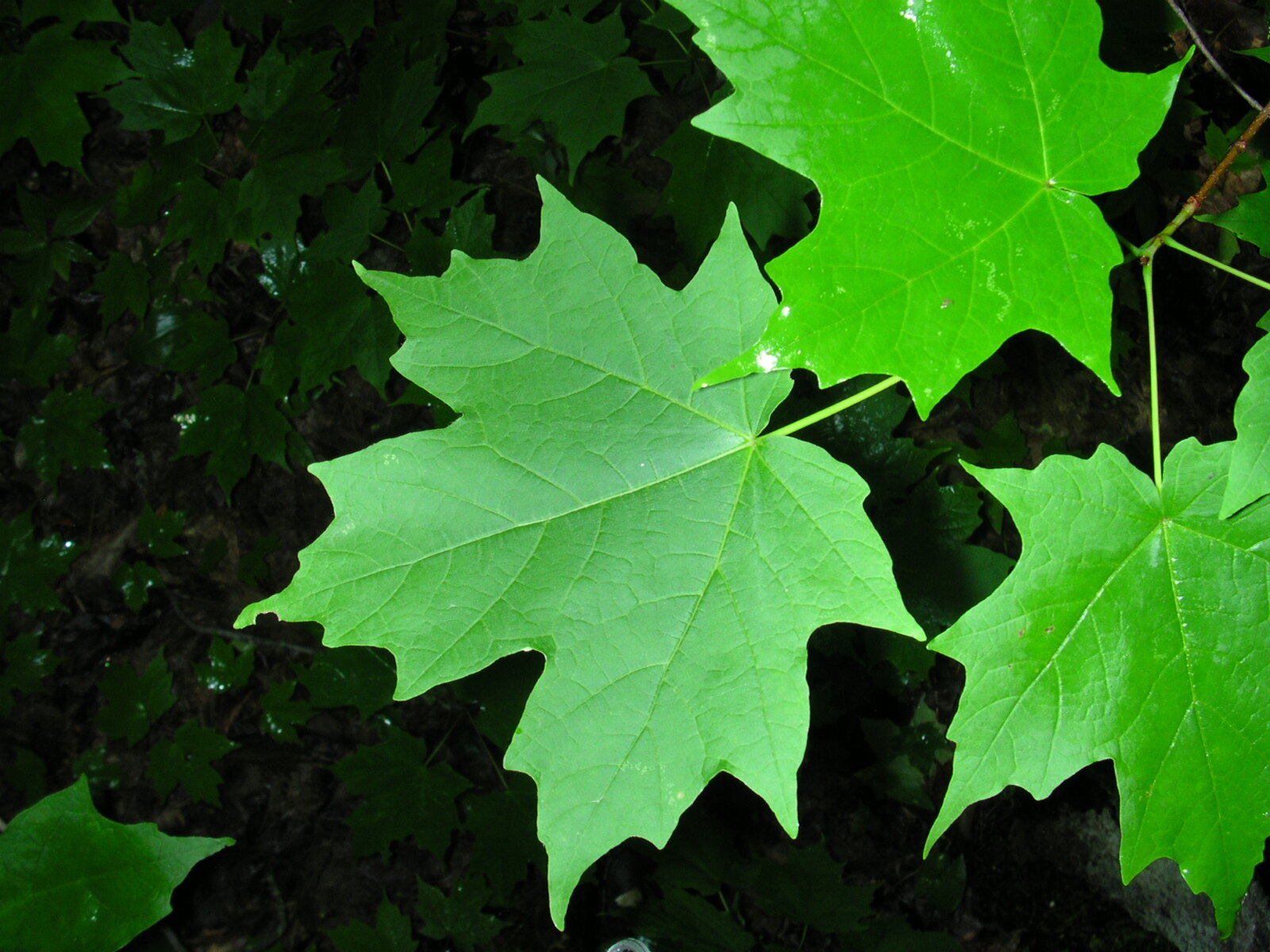 Sugar maple with five-lobed leaves