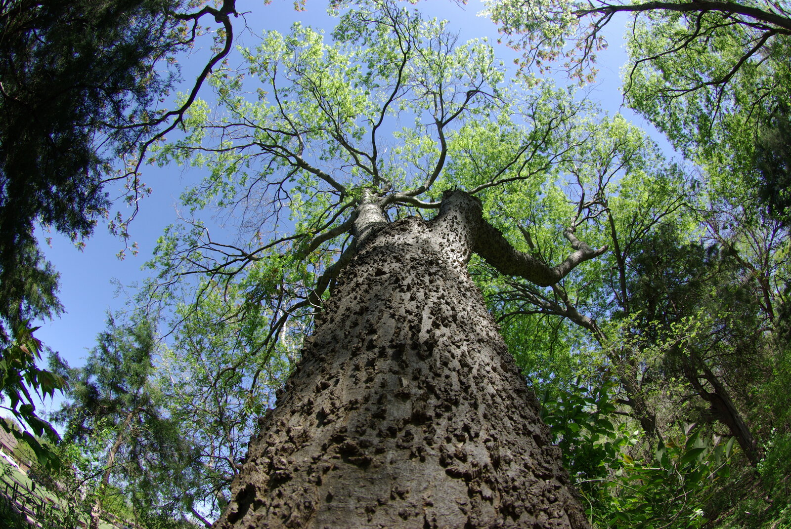 Sugarberry with smooth lance-shaped leaves