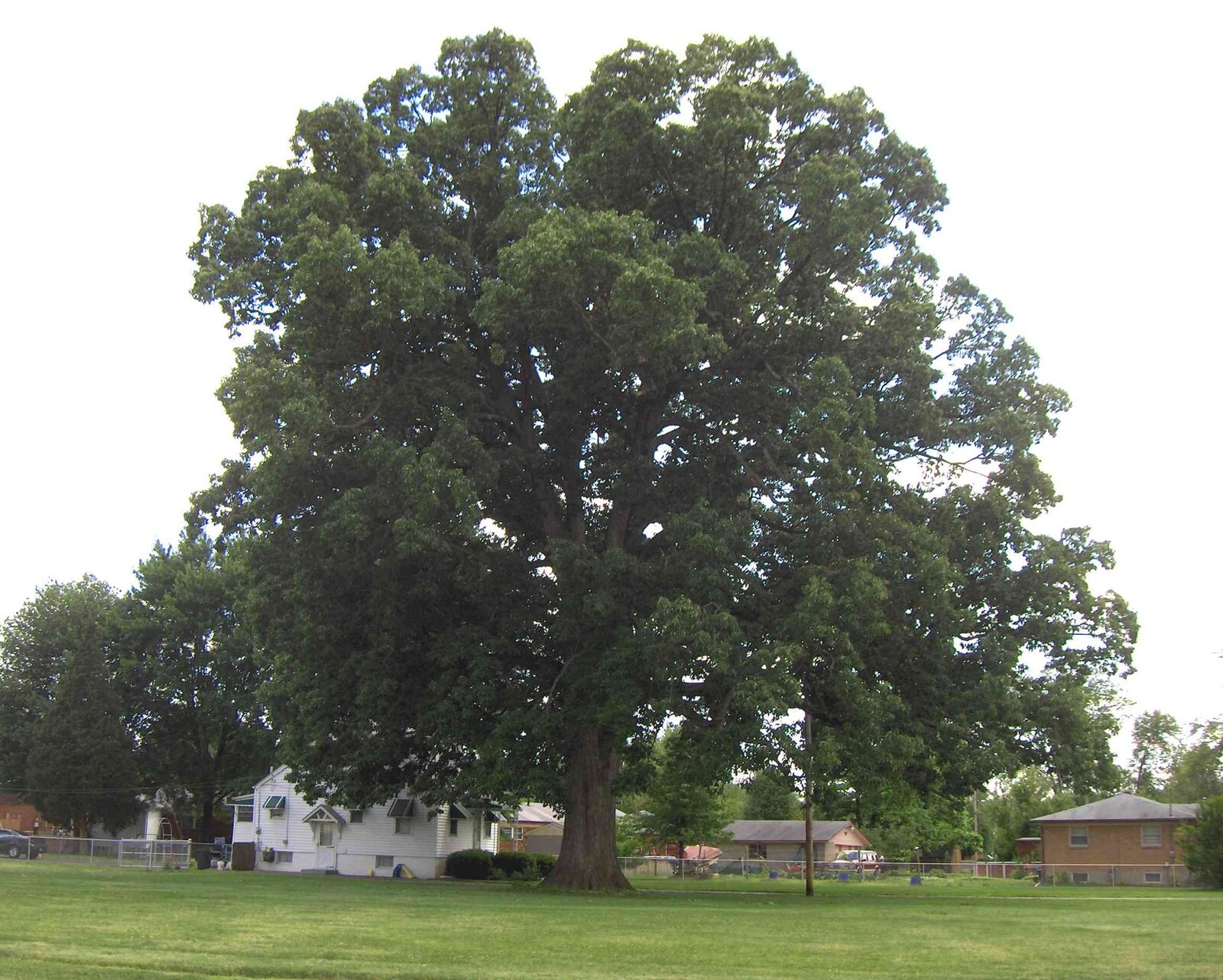 Swamp chestnut oak with chestnut-like toothed leaves