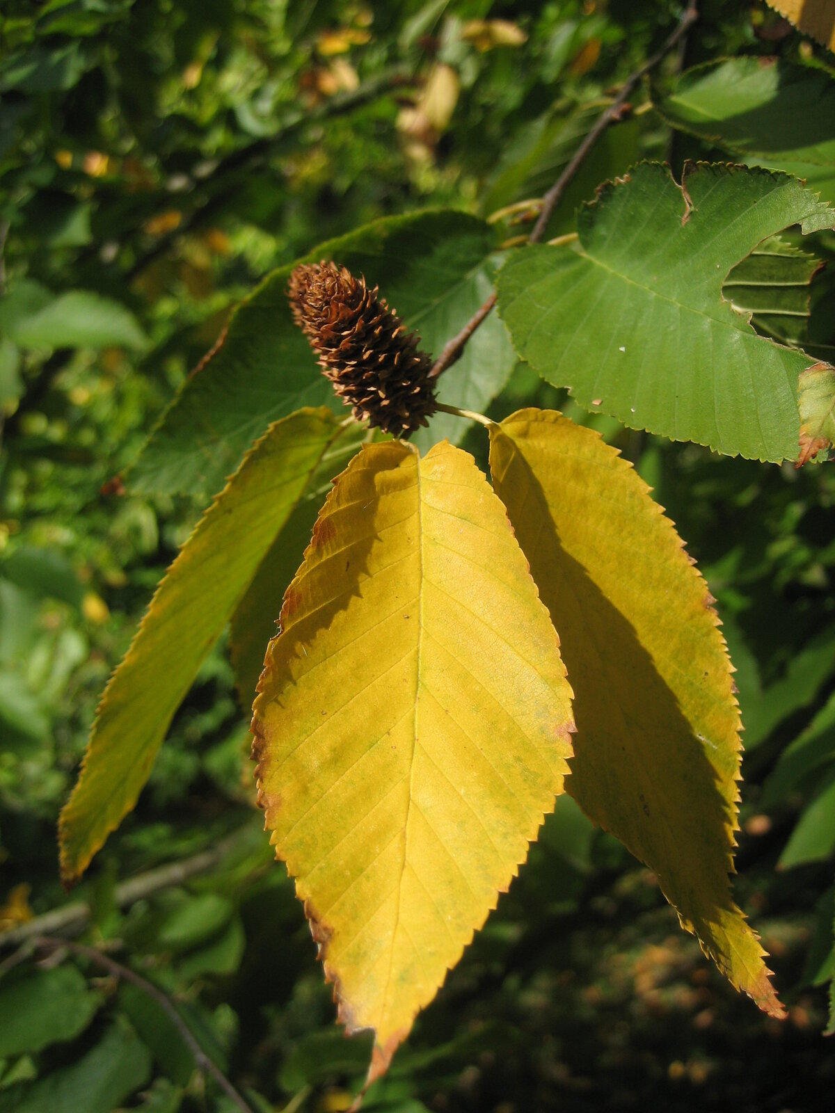 Sweet birch with cherry-like dark bark