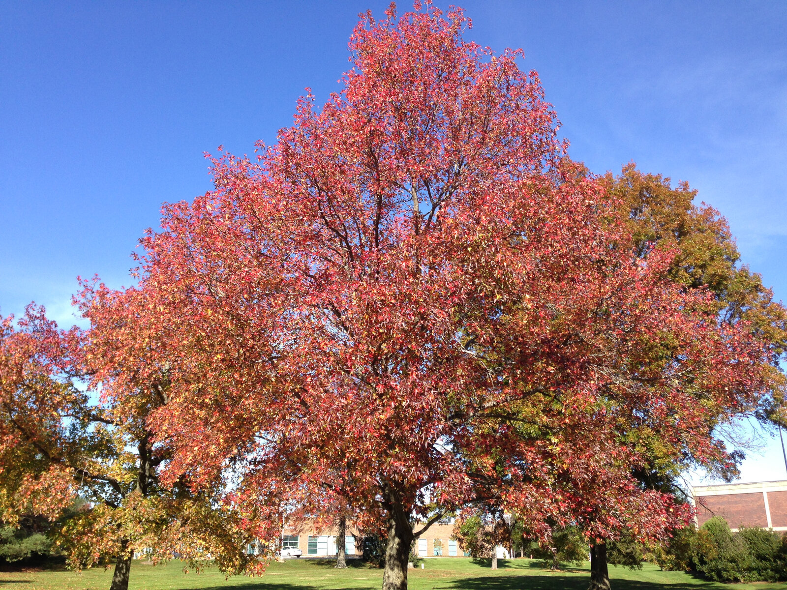 Sweetgum with star-shaped leaves in autumn