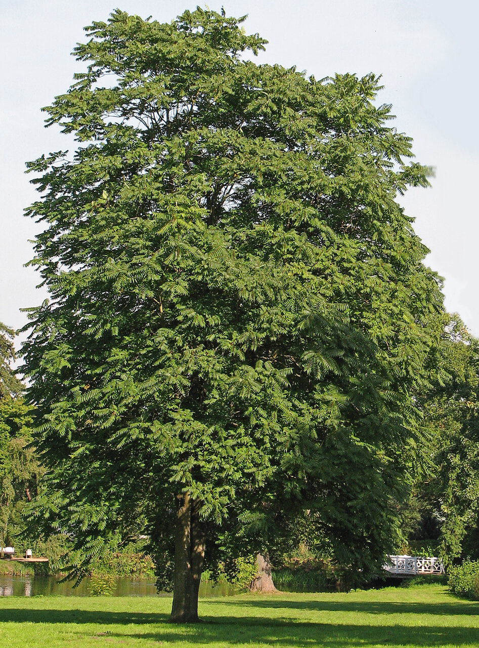 Tree-of-heaven with pinnately compound leaves