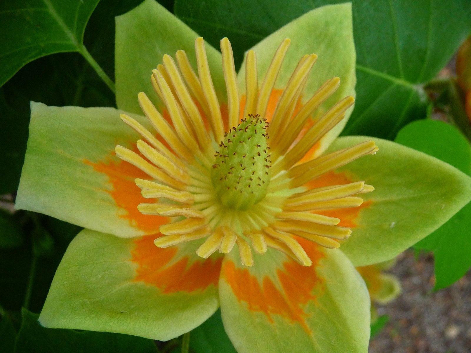 Tulip poplar flower with orange and green markings