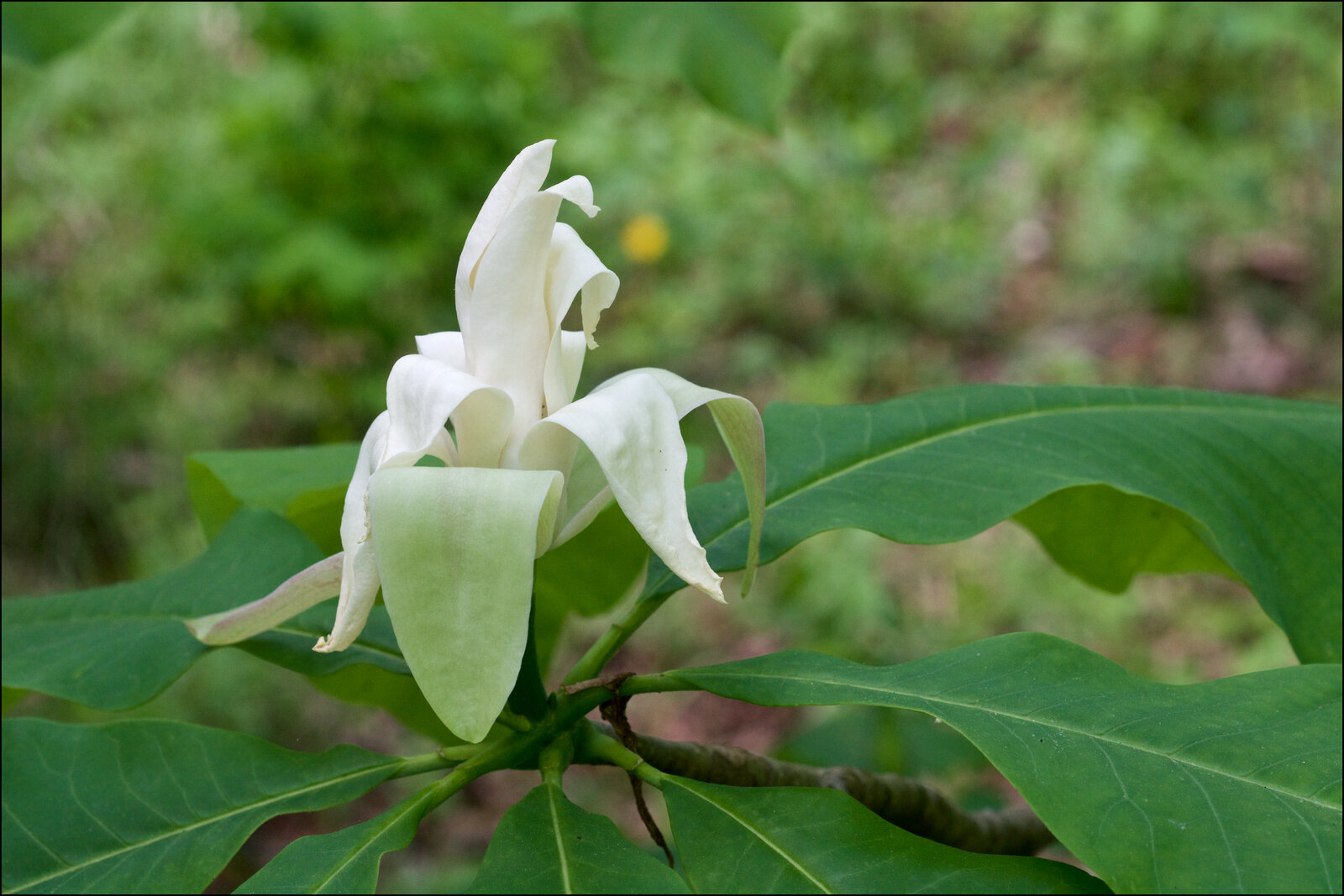 Umbrella magnolia with whorled leaves clustered at branch tips