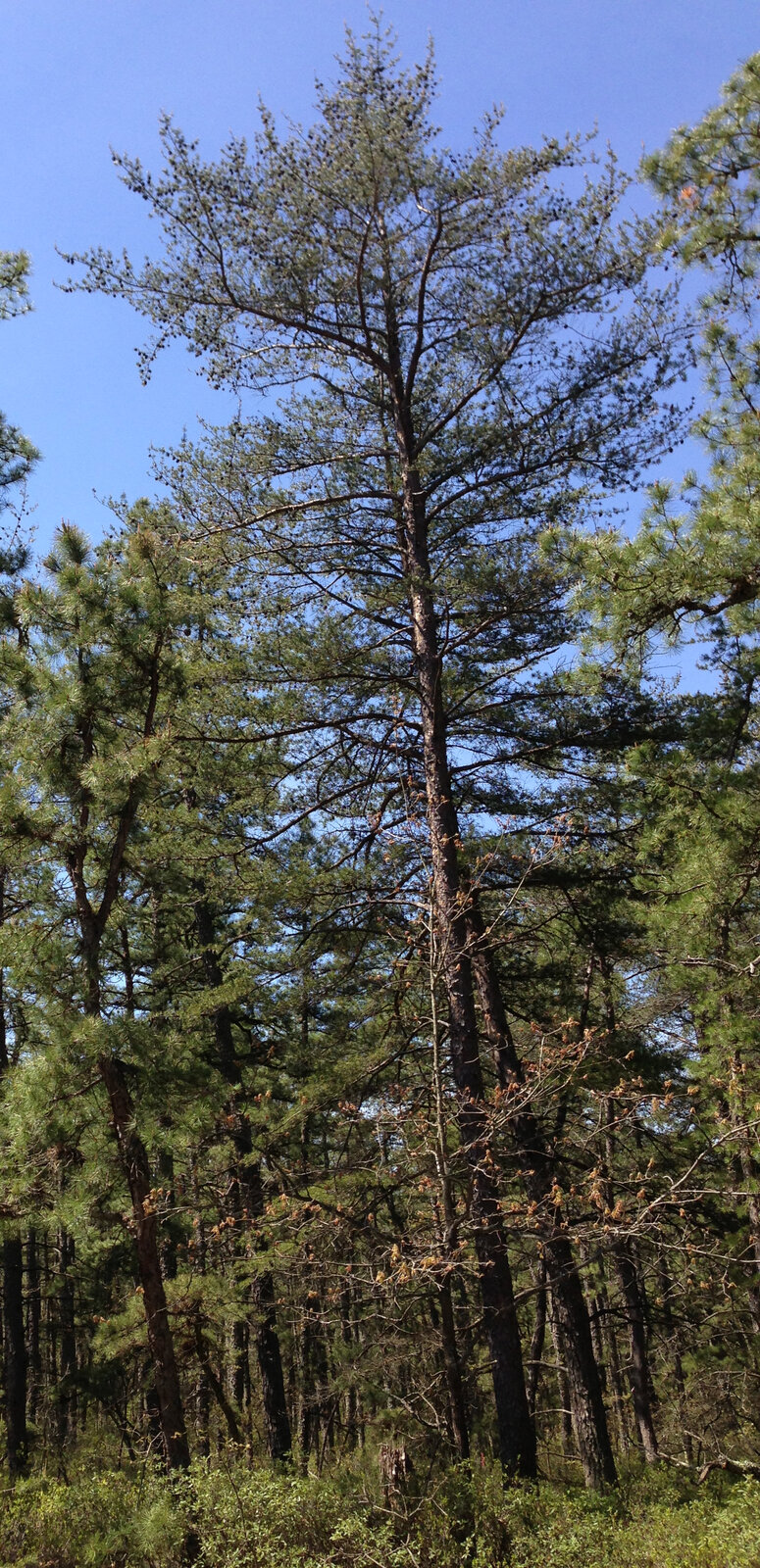 Virginia pine with short twisted paired needles