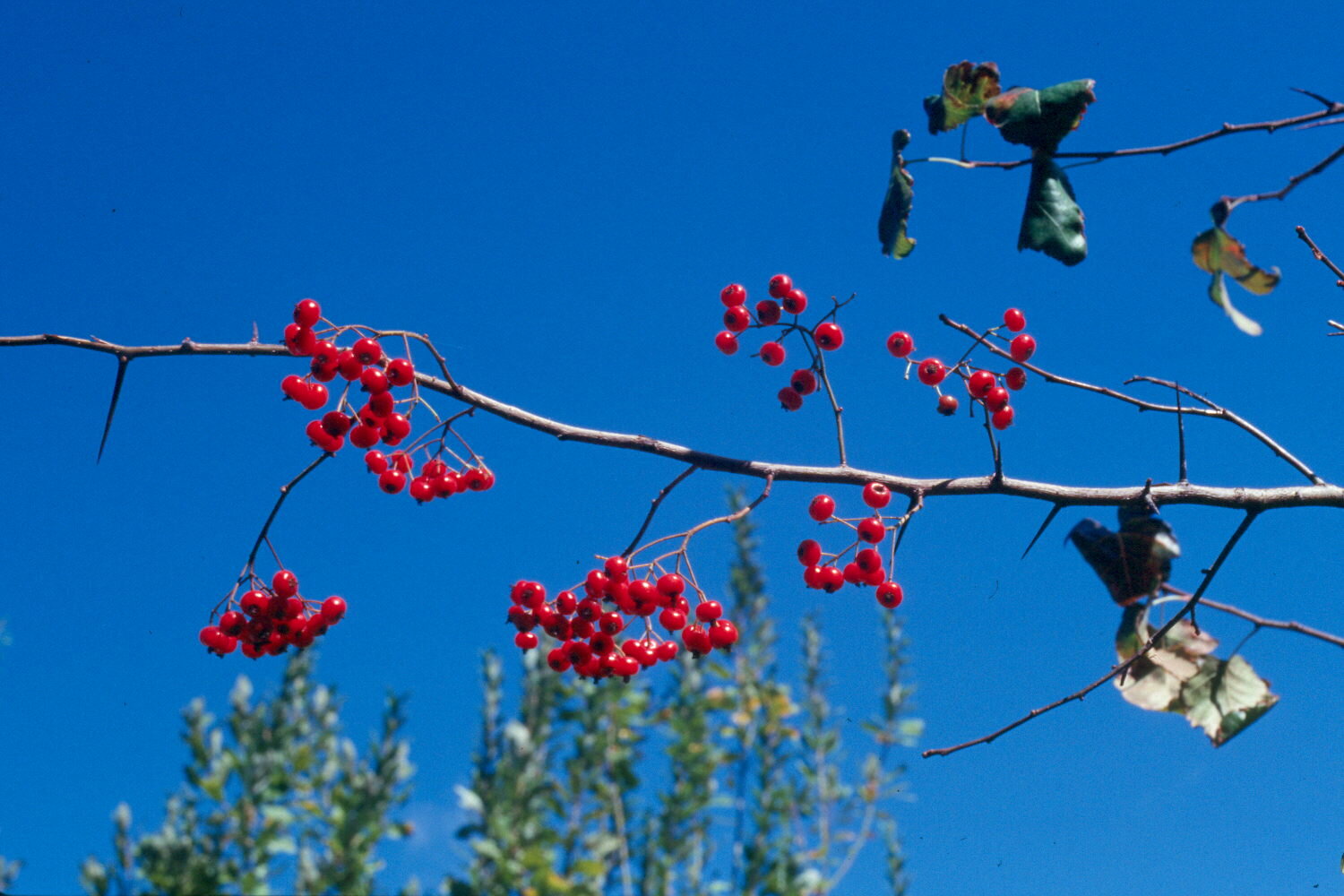 Washington hawthorn with red fall fruit