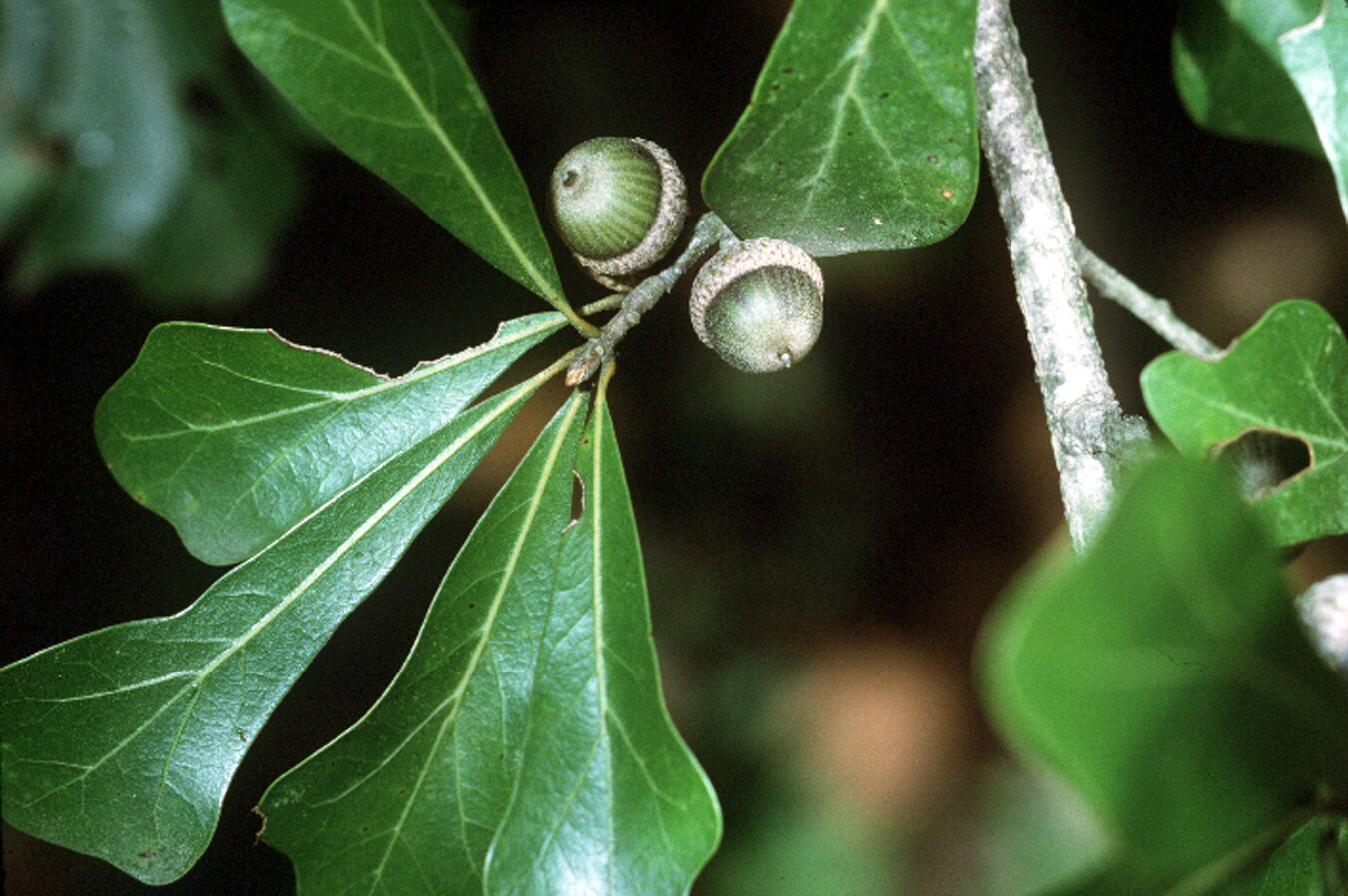 Water oak with spatulate leaves