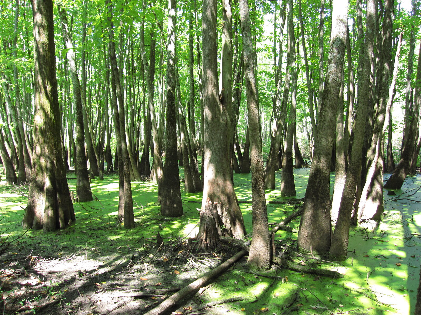 Water tupelo trees in a southern swamp