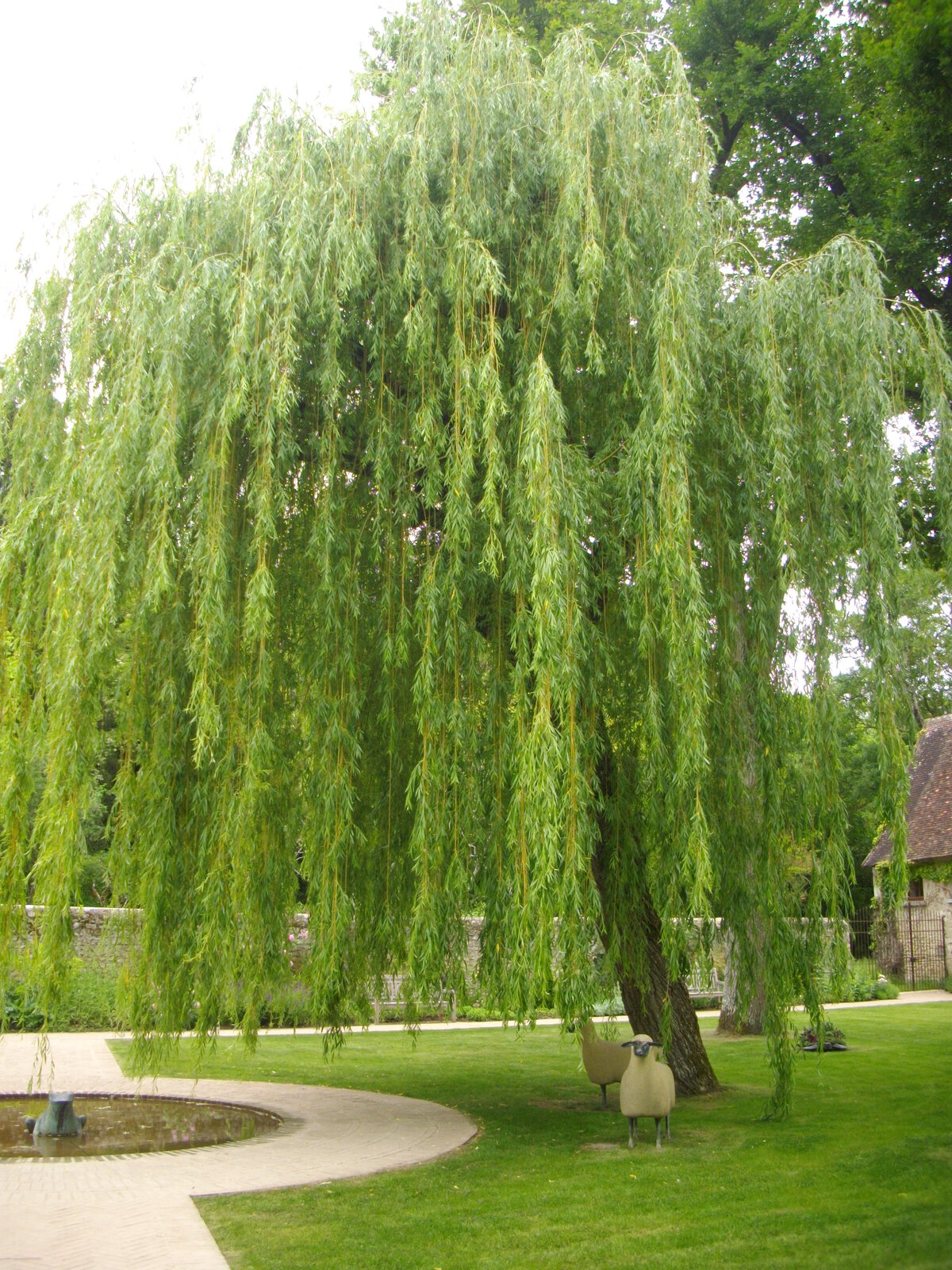 Weeping willow with pendulous branches