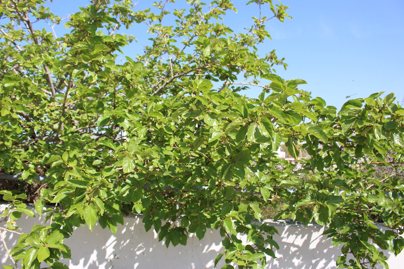 White mulberry with pale fruit
