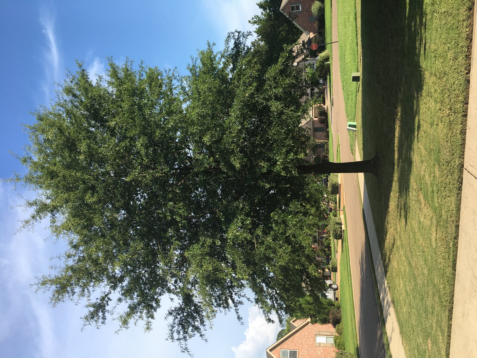 Willow oak with narrow willow-like leaves