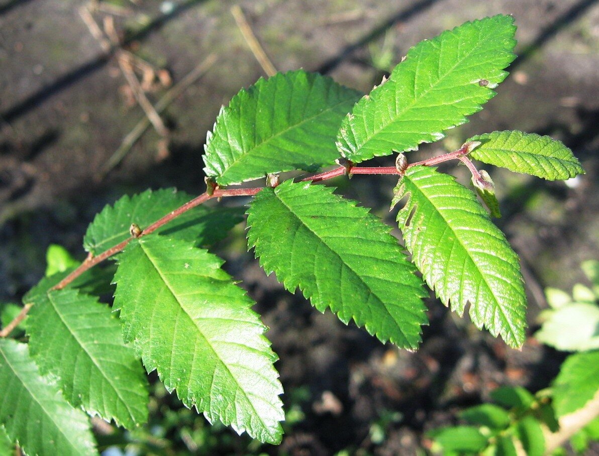 Winged elm twigs with corky wings