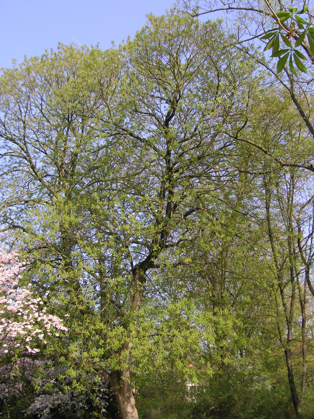 Yellow buckeye with palmate compound leaves