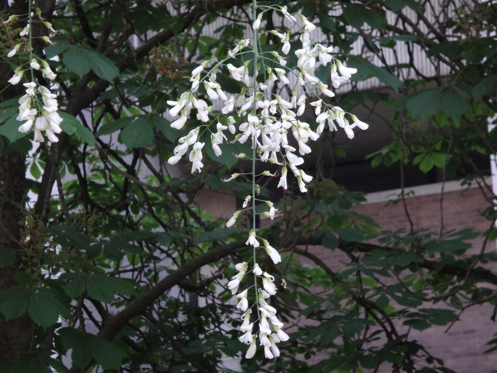 Yellowwood with white pendulous flowers