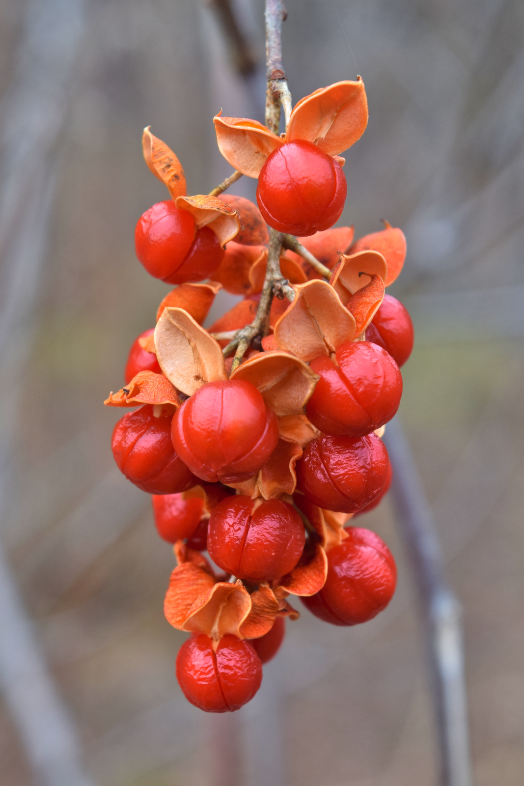 American bittersweet fruit