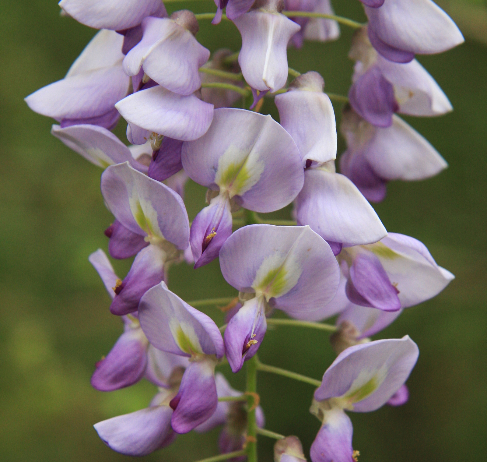 American wisteria flower close-up