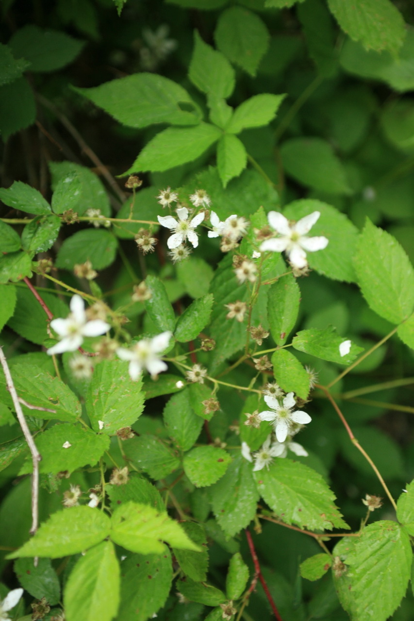 Bristly (swamp) dewberry plant