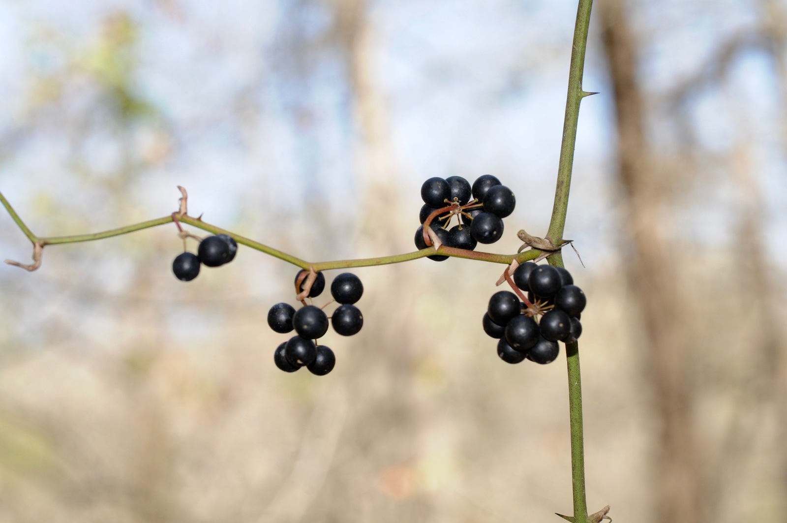 Bristly greenbrier (saw greenbrier) leaves and stems