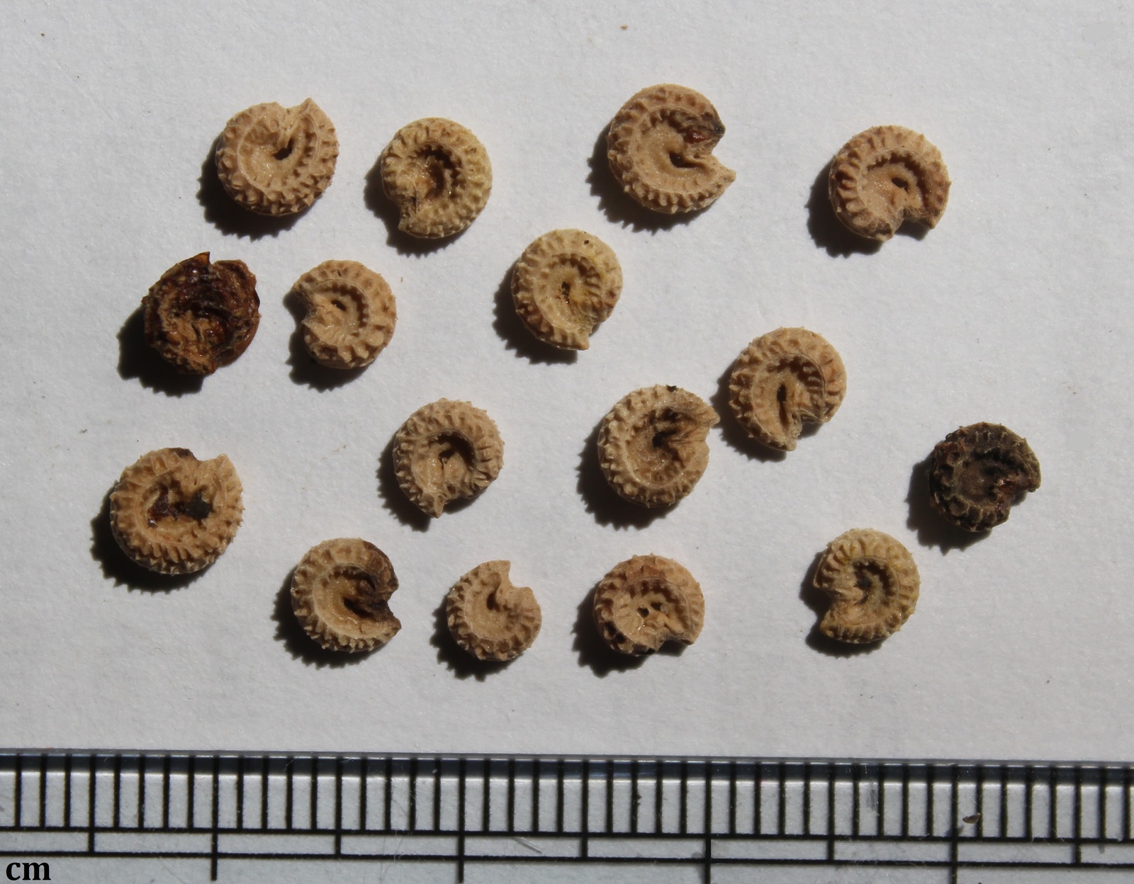 Carolina coralbead seeds
